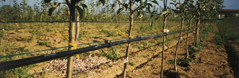 Irrigazione a goccia - G. Magnano Irrigazione